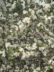 White apple tree flowers in the beginning of spring