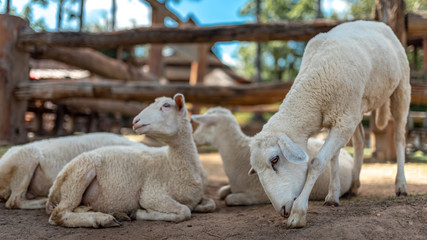  Sheep In The Farm