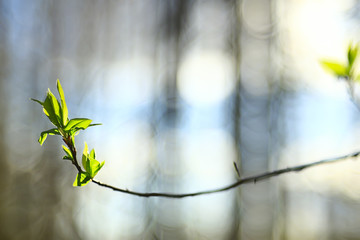 branches of young green leaves and buds, seasonal background, april march landscape in the forest