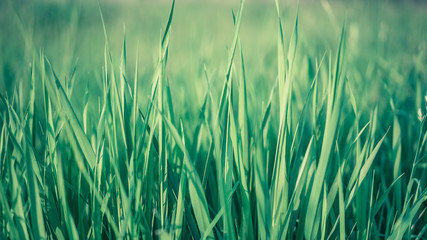 Healthy Food With Green Grass