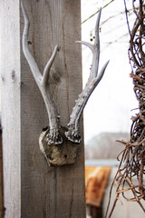 antlers of a young deer. deer horns.deer antlers trophy hunter. deer antlers arrived. hunter's trophy. fragment of horns.  deer antlers nailed on the wall. hunter's house. the house of the hunter.