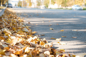 leaves on the side of the road blurred background