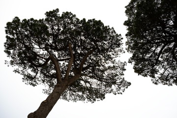 Some trees during a french spring at le Pouliguen, France.