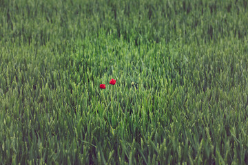 Klatschmohn in einem Kornfeld