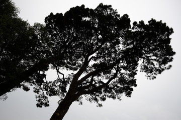 Some trees during a french spring at le Pouliguen, France.