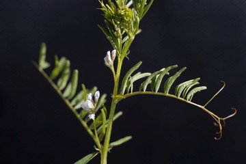 Flower of a hairy vetch, Vicia hirsuta