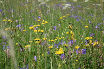 gelbe Blumenwiese