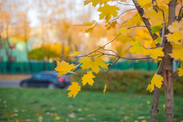 Naklejka na ściany i meble Yellow maple leaves on a tree branch with autumn street on a background