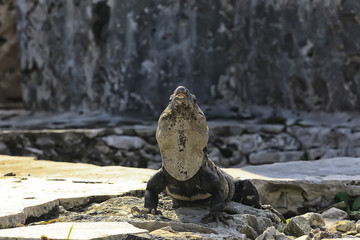 big iguana basking in the sun in mexico, animal yucatan