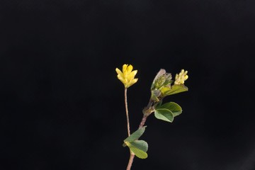 Flower of a little bur-clover, Medicago minima