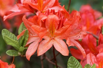 Japanese azalea, rhododendron japonicum
