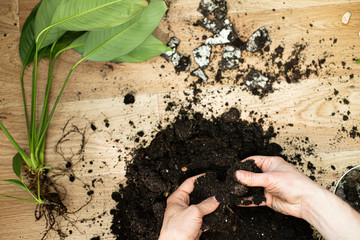 Repotting flower indoor, the houseplant transplant at home .Repotting plants at home. Potting or transplanting plants. Houseplant.