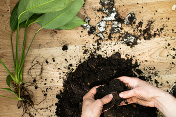 Repotting flower indoor, the houseplant transplant at home .Repotting plants at home. Potting or transplanting plants. Houseplant.