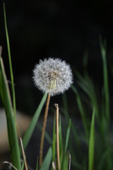 dandelion in the grass
