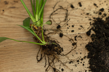 Repotting flower indoor, the houseplant transplant at home .Repotting plants at home. Potting or transplanting plants. Houseplant.