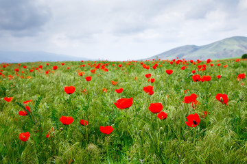 Red poppies beautiful flowering meadow with poppies. Beautiful spring and summer natural background. Tourism and travel
