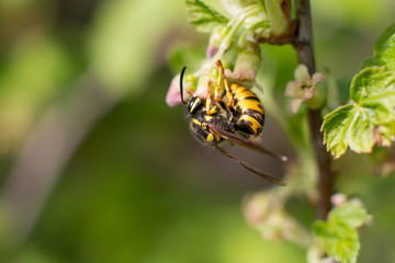 the striped bumblebee collects pollen. Summer and nature