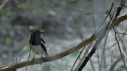 Beautiful bird perched in a branch- Keoladeo Bird Sanctuary.