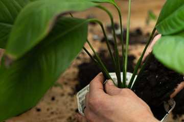 Repotting flower indoor, the houseplant transplant at home .Repotting plants at home. Potting or transplanting plants. Houseplant.