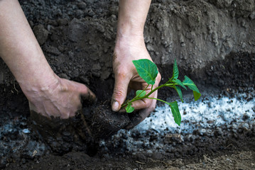 Woman plants seedlings of pepper in the garden.