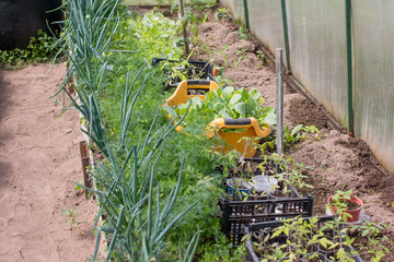 Garden greenhouses and planting seedlings in the soil. Garden vegetable garden nature.
