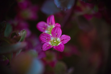 skalnica Purpurteppich, kwitnący wiosną  różowy kwiat z  pręcikami kwiatowymi, 