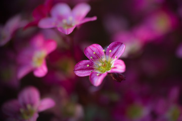 Fototapeta na wymiar Kwitnący wiosną różowy kwiat z pręcikami kwiatowymi, skalnica Purpurteppich