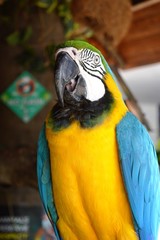 Yellow and blue parrot
