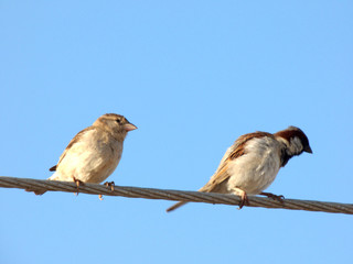 #SPARROW #BIRD #INDIAN-BIRD #CUTE #LOVE #LOVELY #BRIGHT