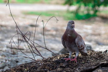 homing pigeon, racing pigeon taking a break from its long flight.