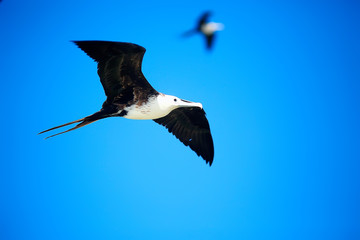 frigate in flight, seabird flies in the blue sky, freedom