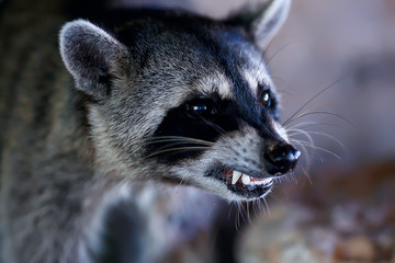 wild nosoha, american raccoon, animal in the wild