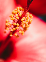 macro of a red flower