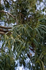 green fresh leaves of eucalyptus tree