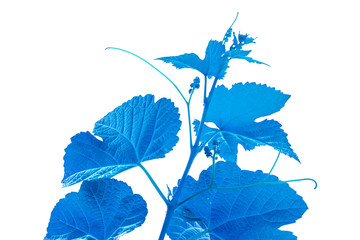 vigne bleue sur fond blanc 