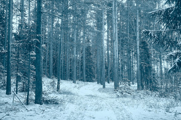 landscape winter forest gloomy, seasonal landscape snow in forest nature