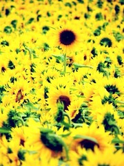 Volledig beeld van zonnebloemen die op het veld bloeien