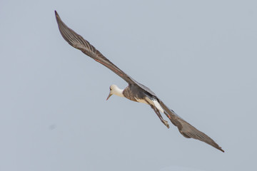 A seagull bird flies high 