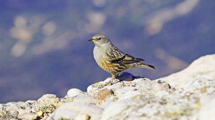 A bird sits on top of a mountain in the Iberian Mountains and searches for food.