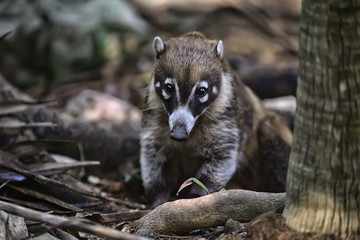 Obraz premium wild nosoha, american raccoon, animal in the wild