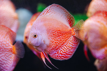 DISCUS ДИСКУС Дискусы