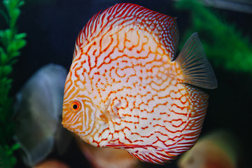 DISCUS ДИСКУС Дискусы