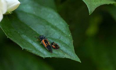 Marienkäfer Larve 