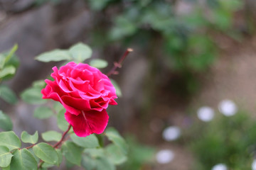 Vibrant pink rose in the garden. Selective focus.