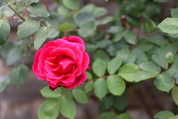 Vibrant pink rose in the garden. Selective focus.