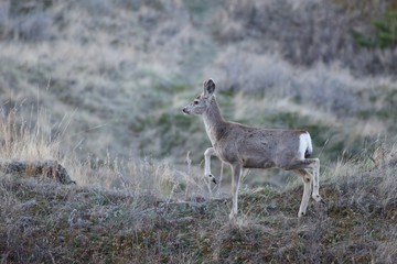 deer in the forest