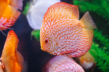 DISCUS ДИСКУС Дискусы