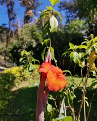 orange flower in the garden