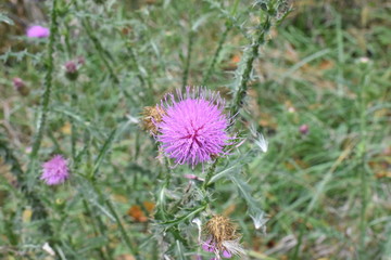 pink allium bulb flower