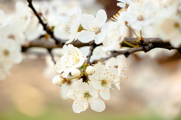 flowering trees, pollination by bees